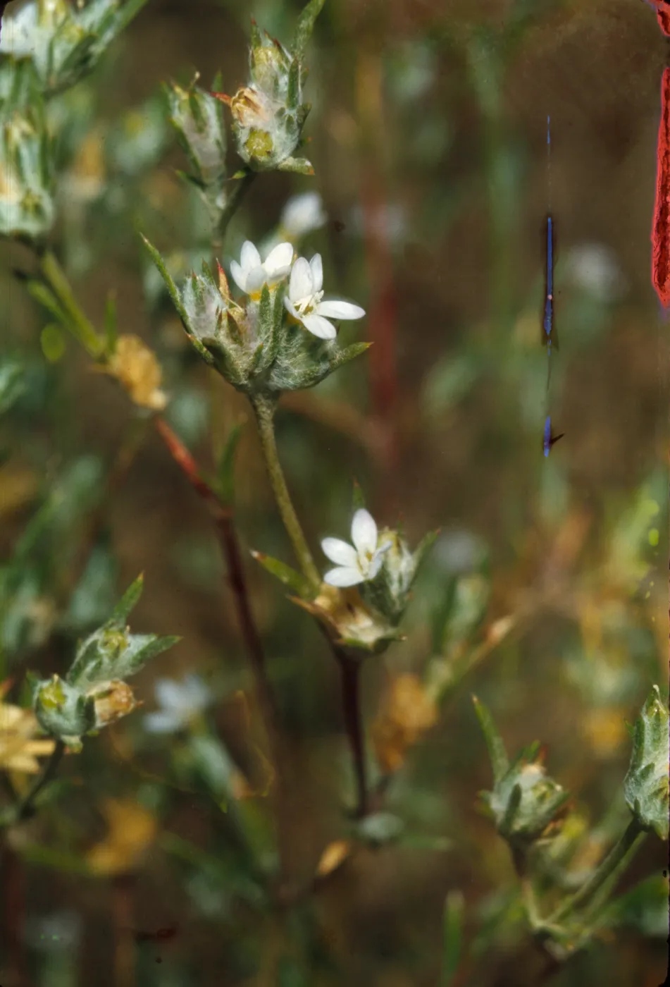 Eriastrum sparsiflorum
