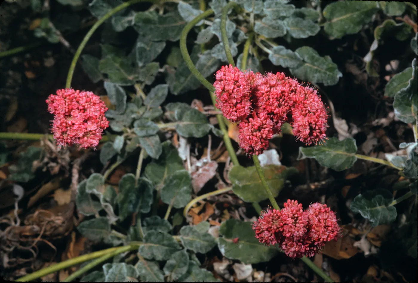 Eriogonum grande var. rubescens