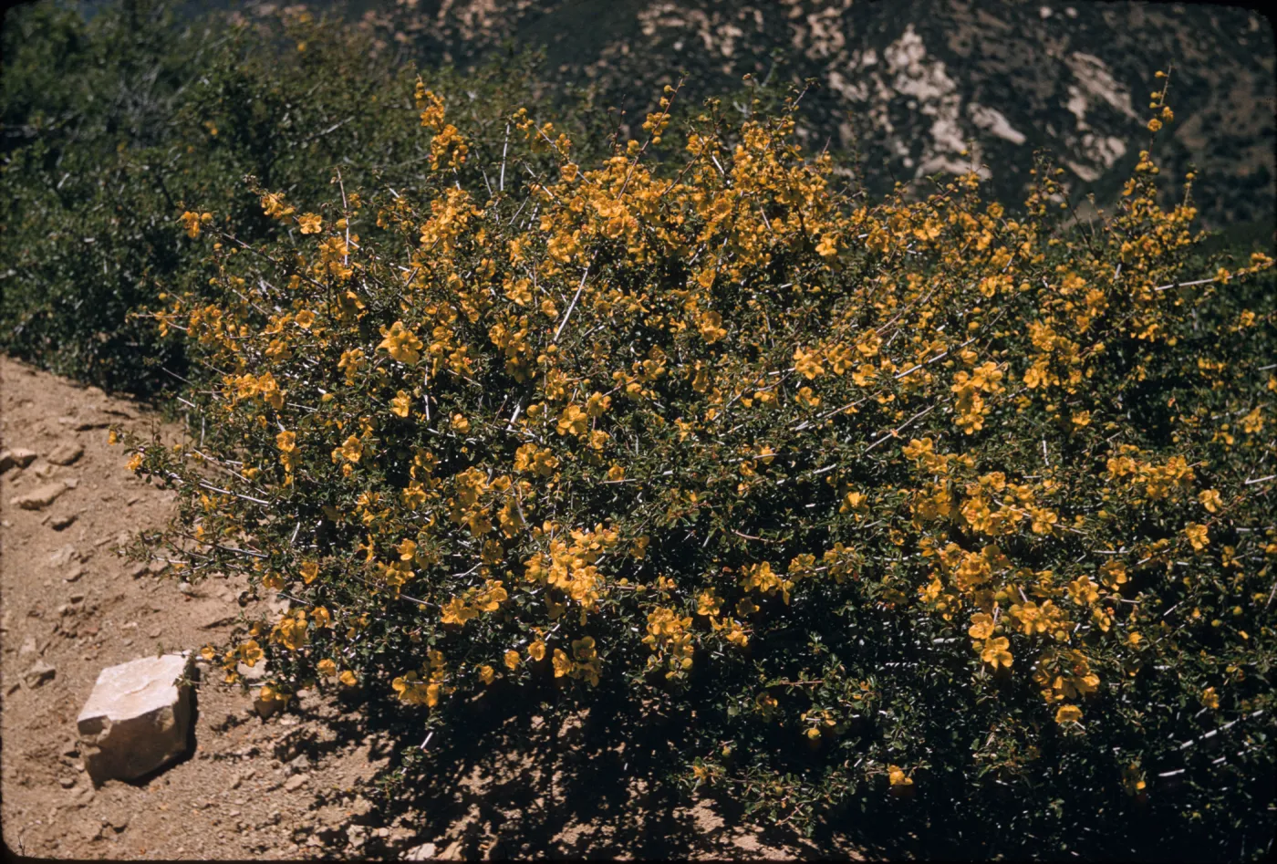 Fremontodendron californicum