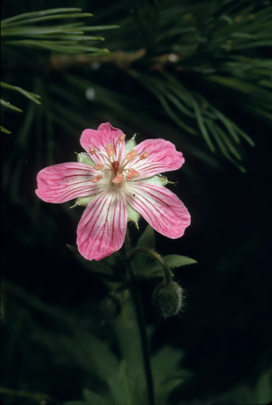 Geranium californicum