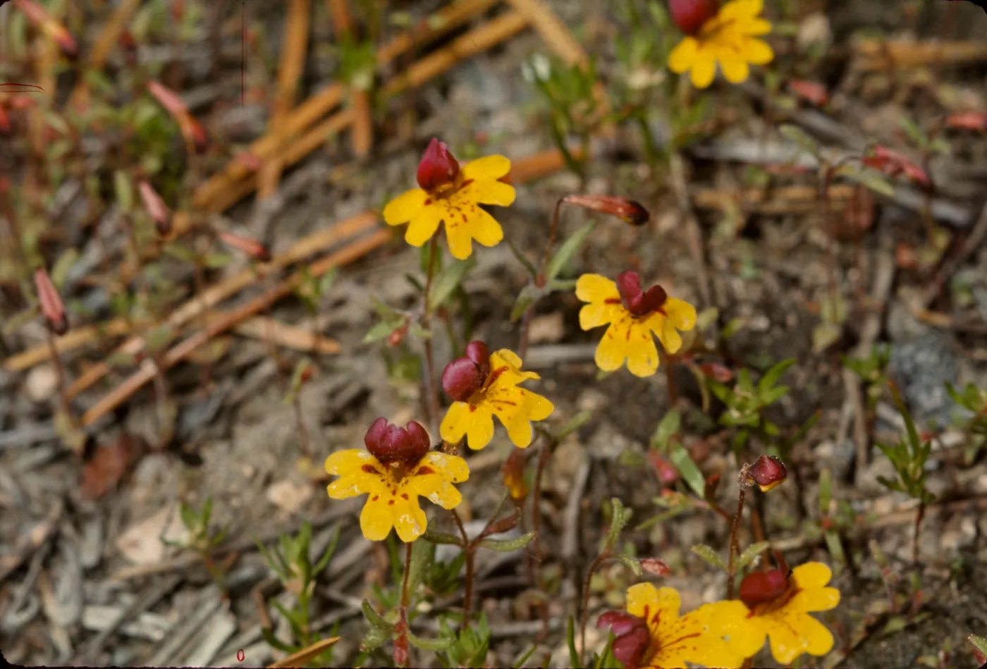 Mimulus barbatus