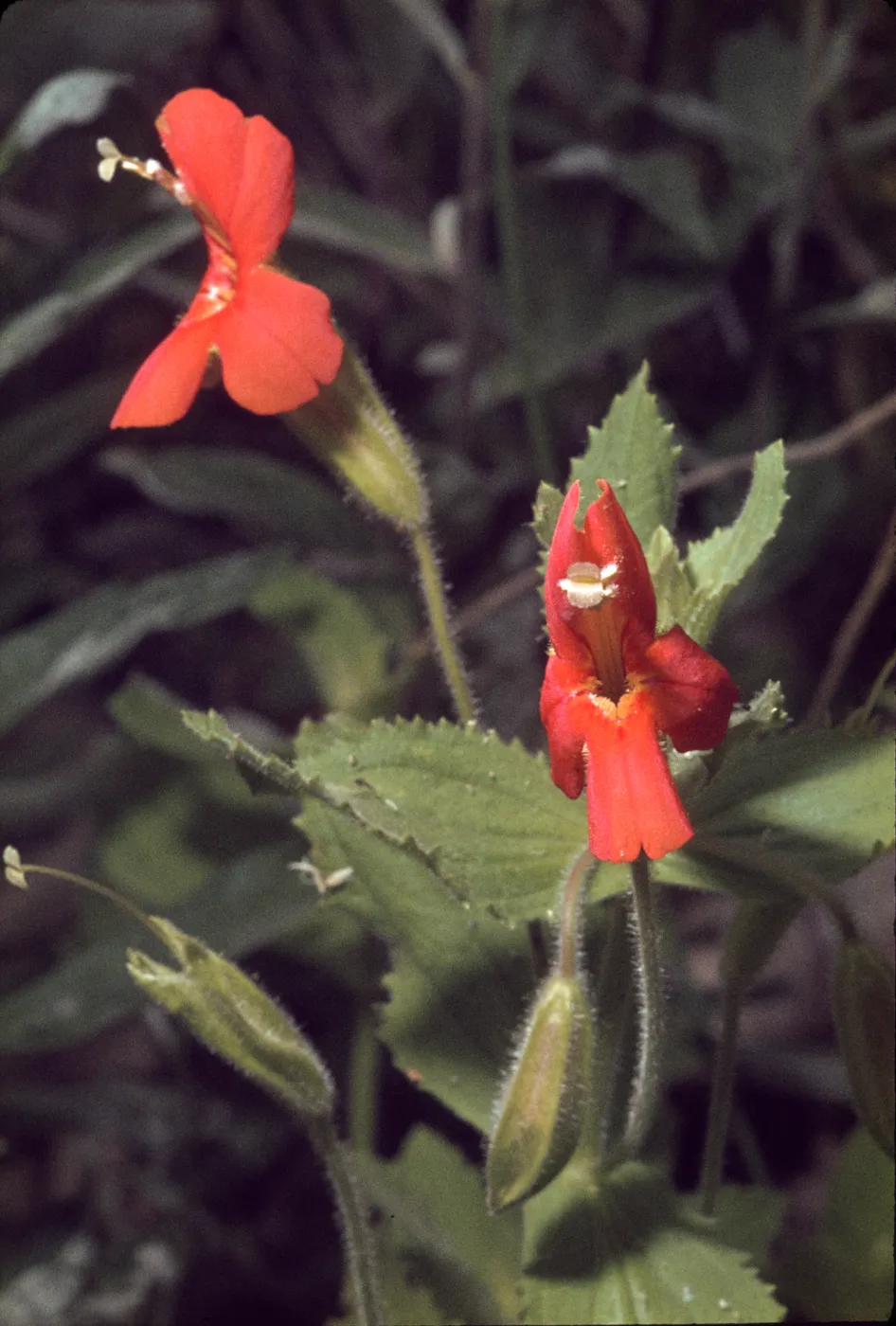 Mimulus cardinalis