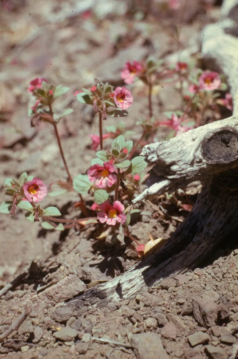 Mimulus johnstonii