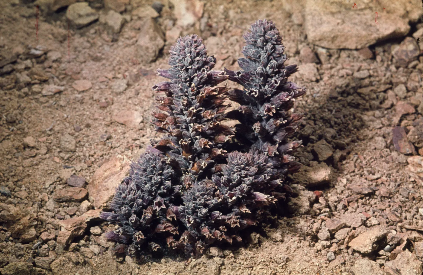 Orobanche bulbosa