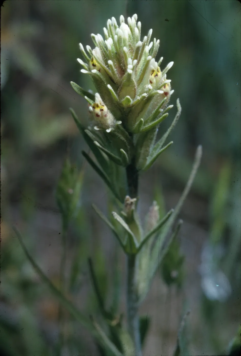 Orthocarpus attenuatus