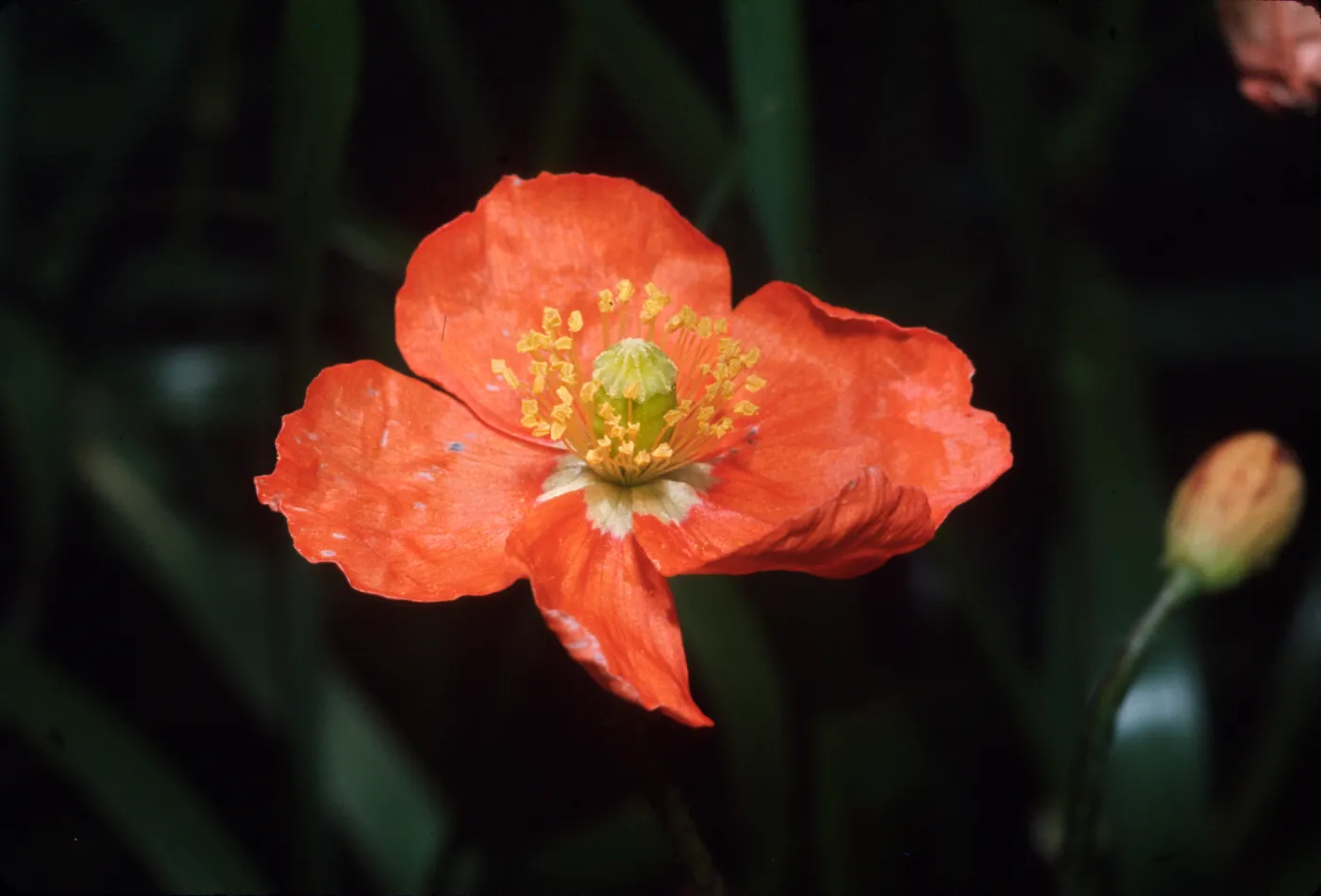 Papaver californicum
