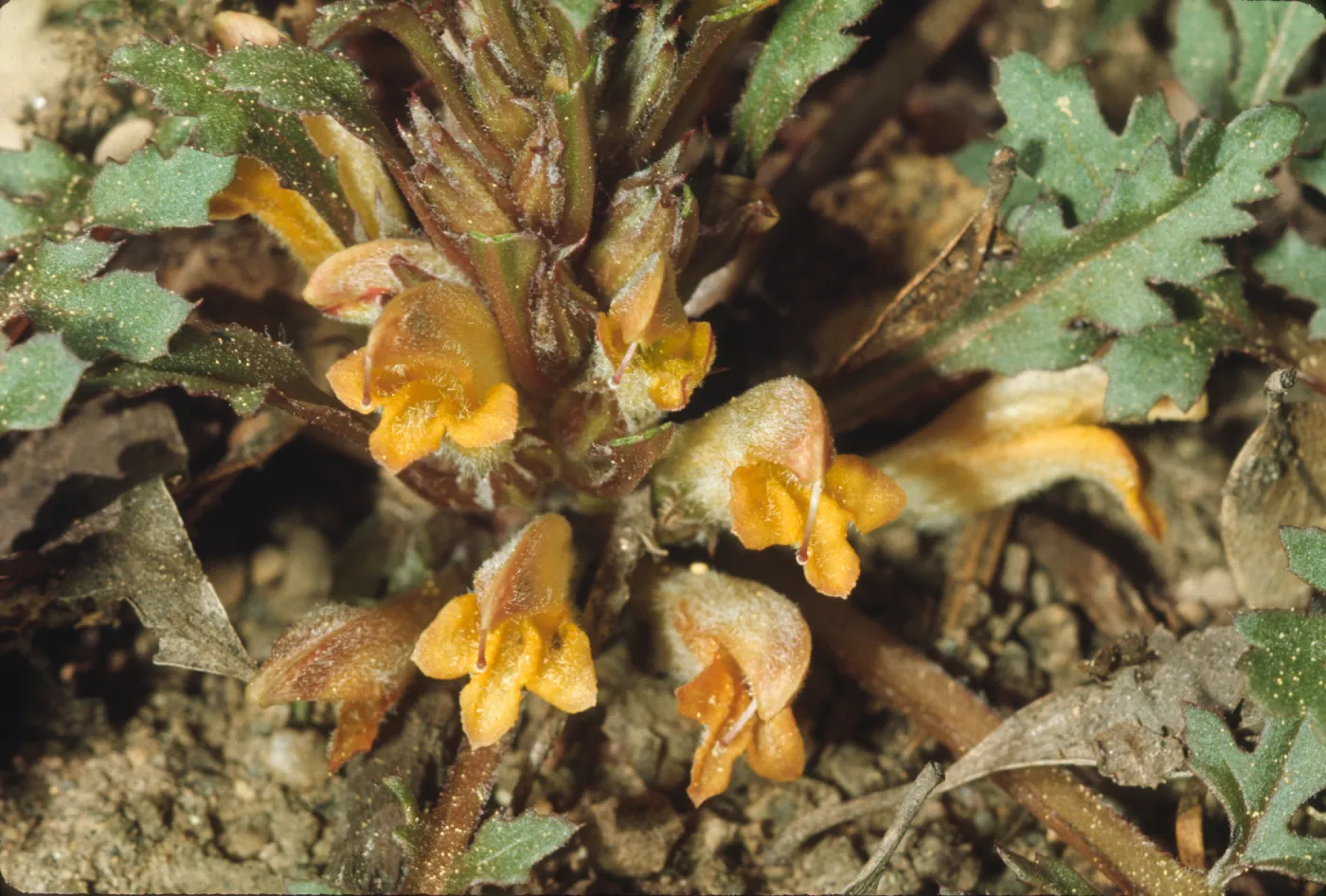 Pedicularis semibarbata