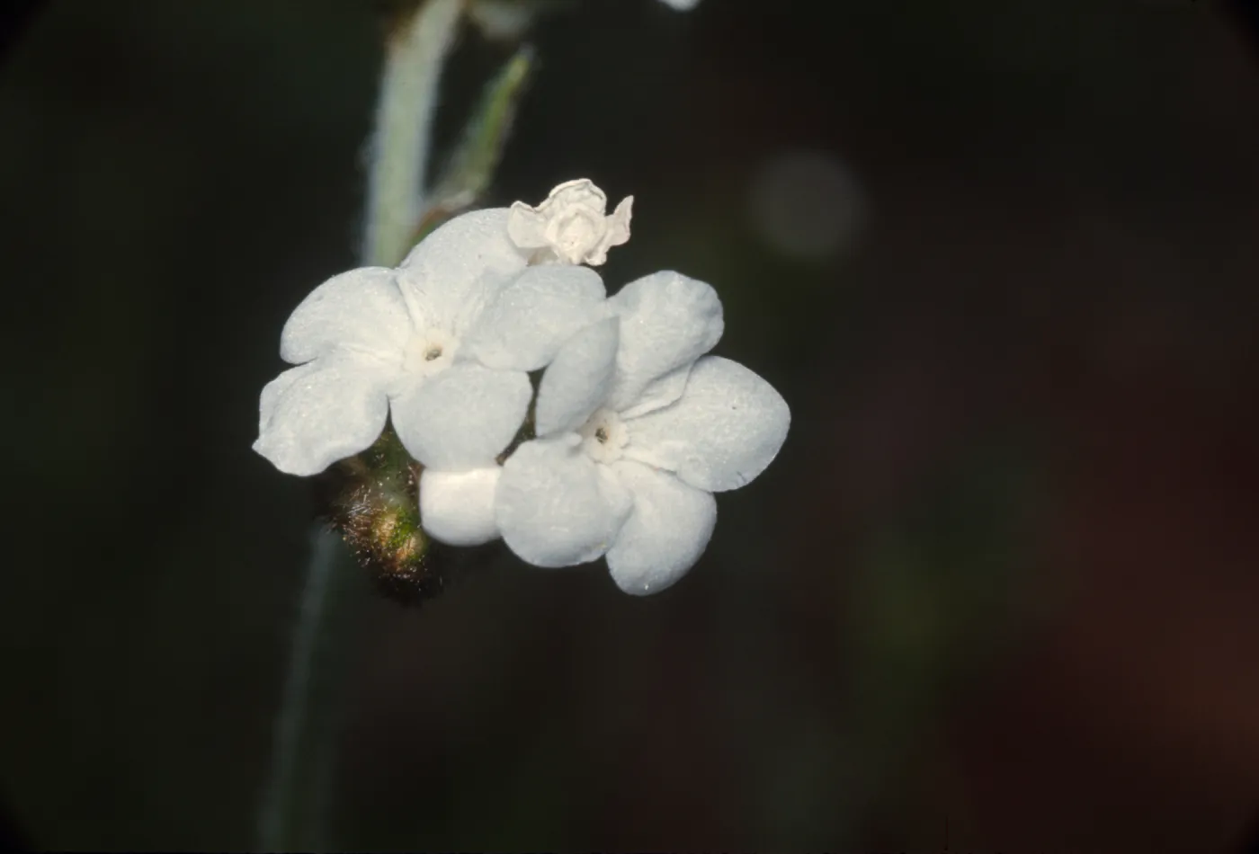 Plagiobothrys nothofulvus