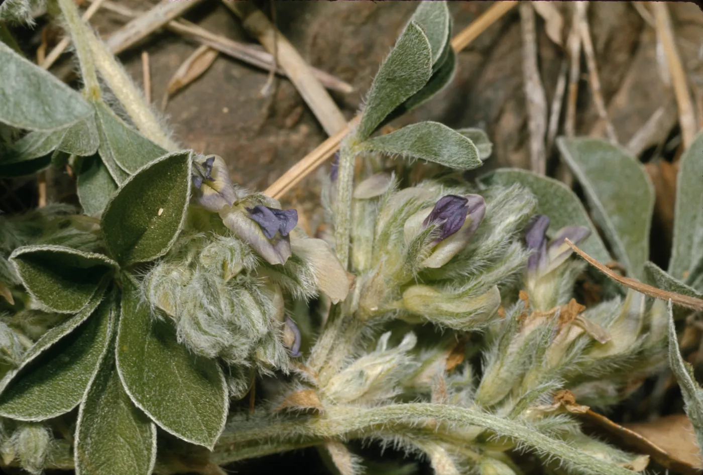 Psoralea californica