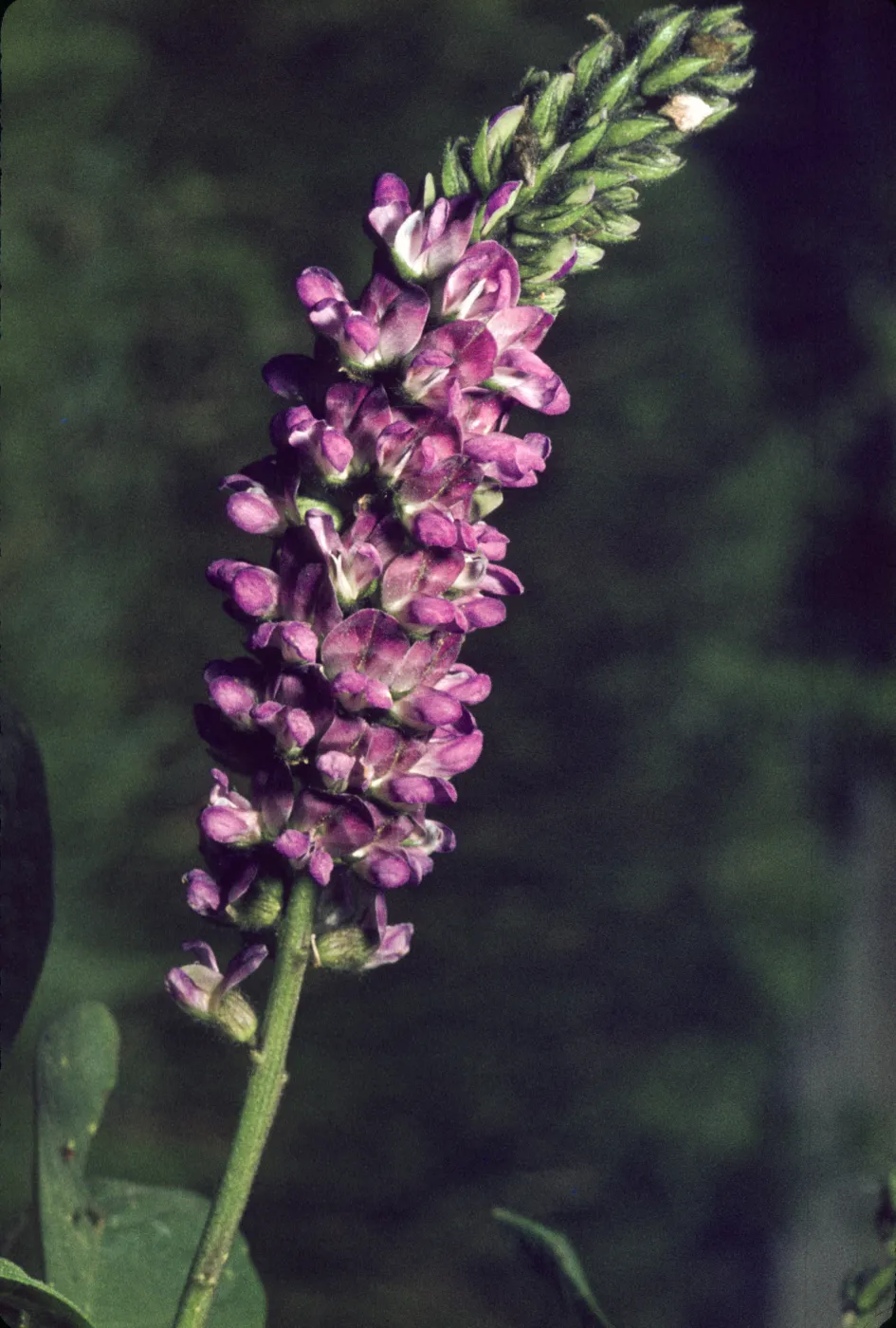 Psoralea macrostachya