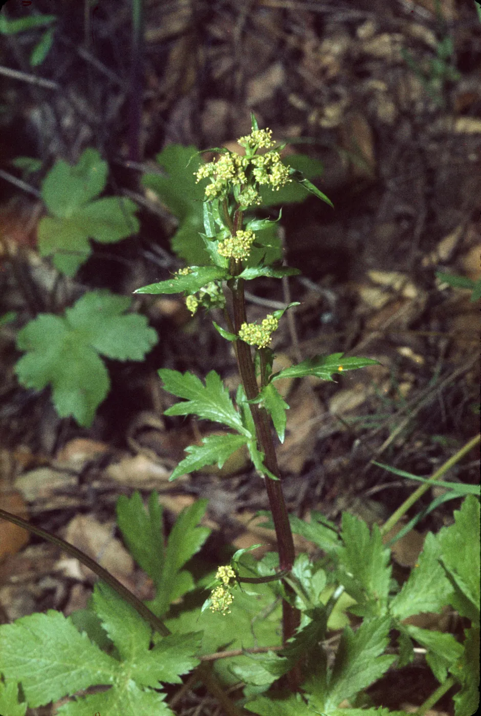 Sanicula crassicaulis