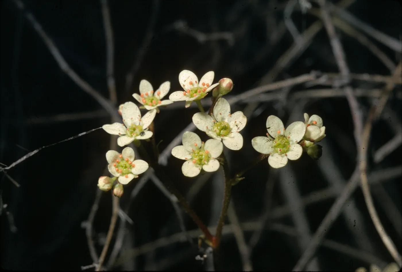 Saxifraga californica