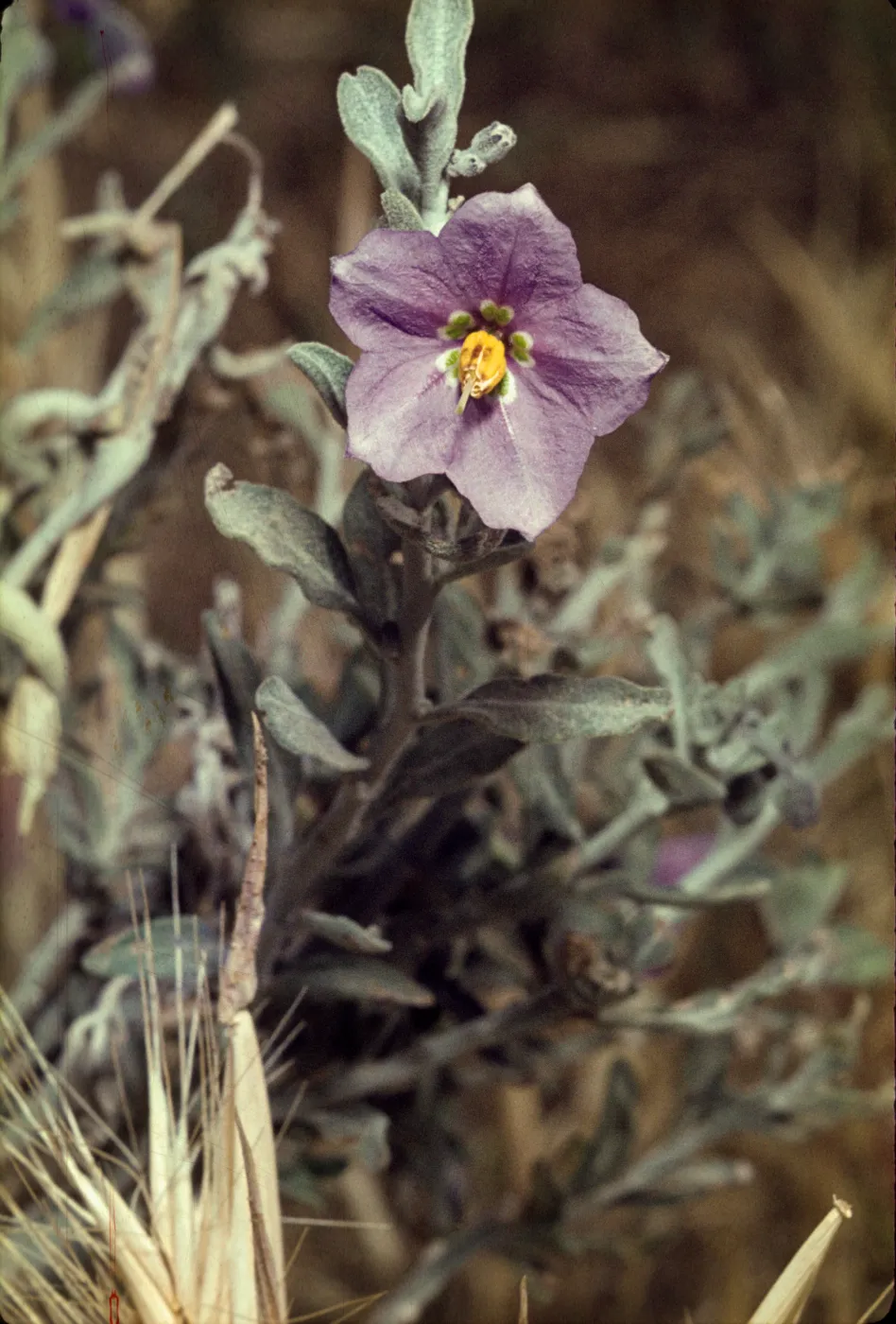 Solanum umbelliferum