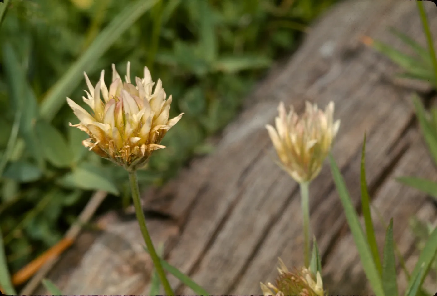 Trifolium longipes
