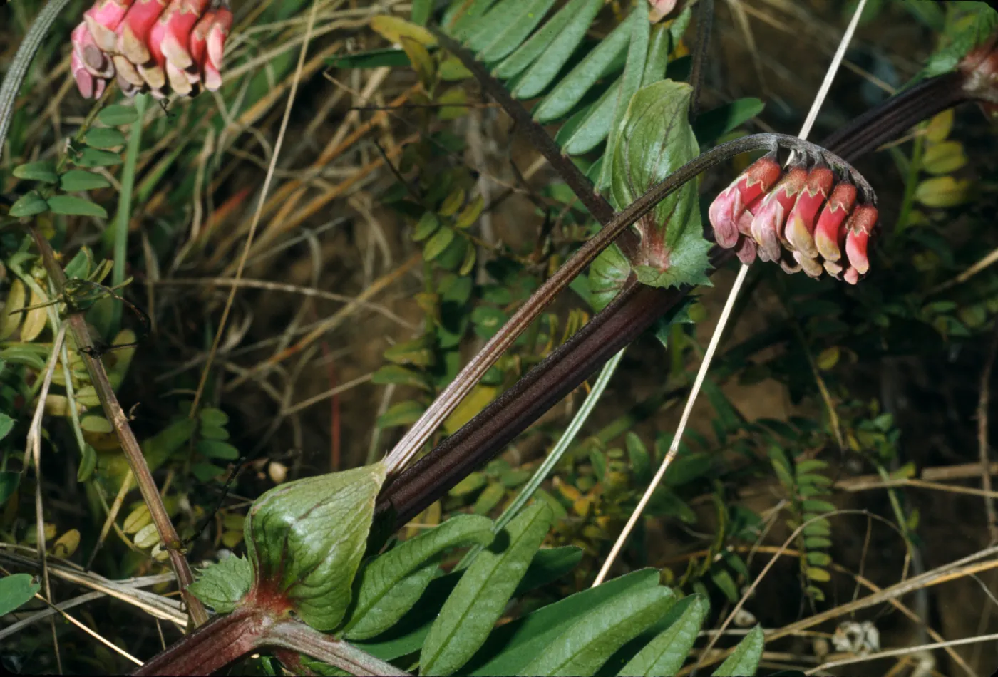 Vicia gigantea