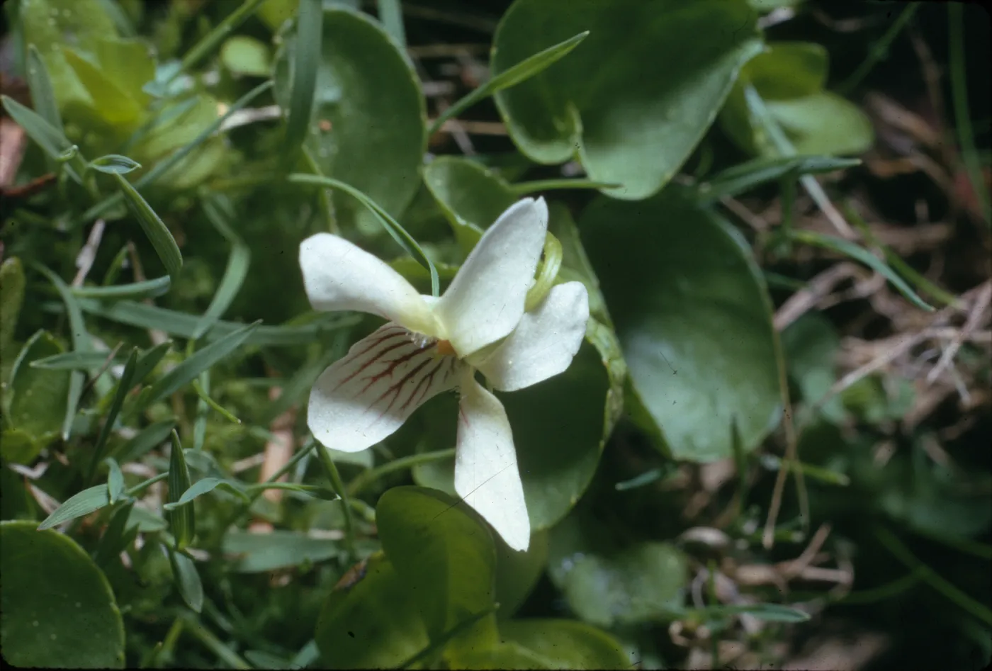 Viola macloskeyi