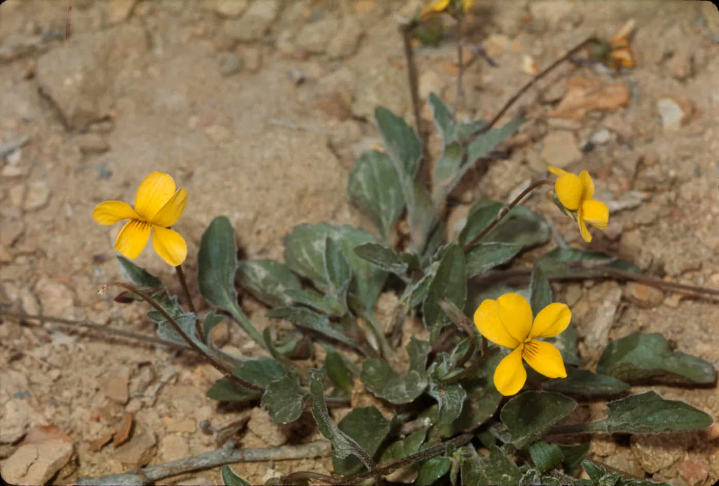 Viola quercetorum