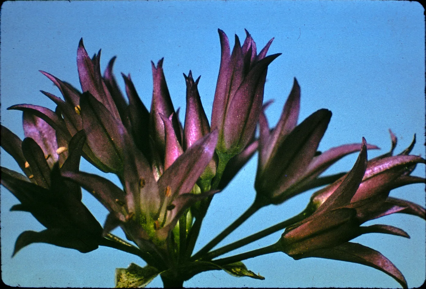 Allium fimbriatum
