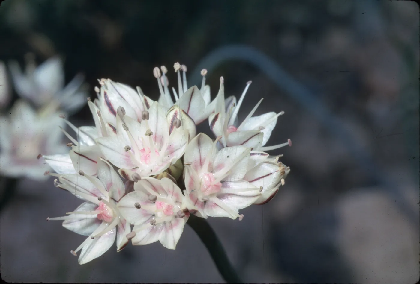 Allium haematochiton