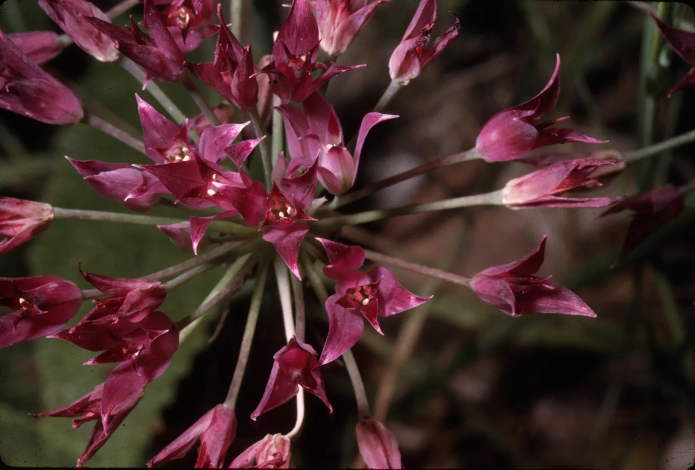 Allium peninsulare