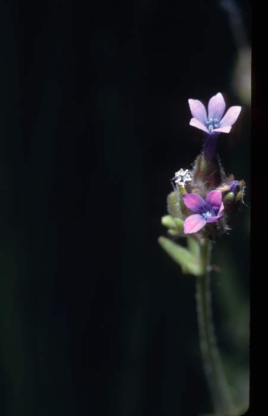 Allophyllum gilioides