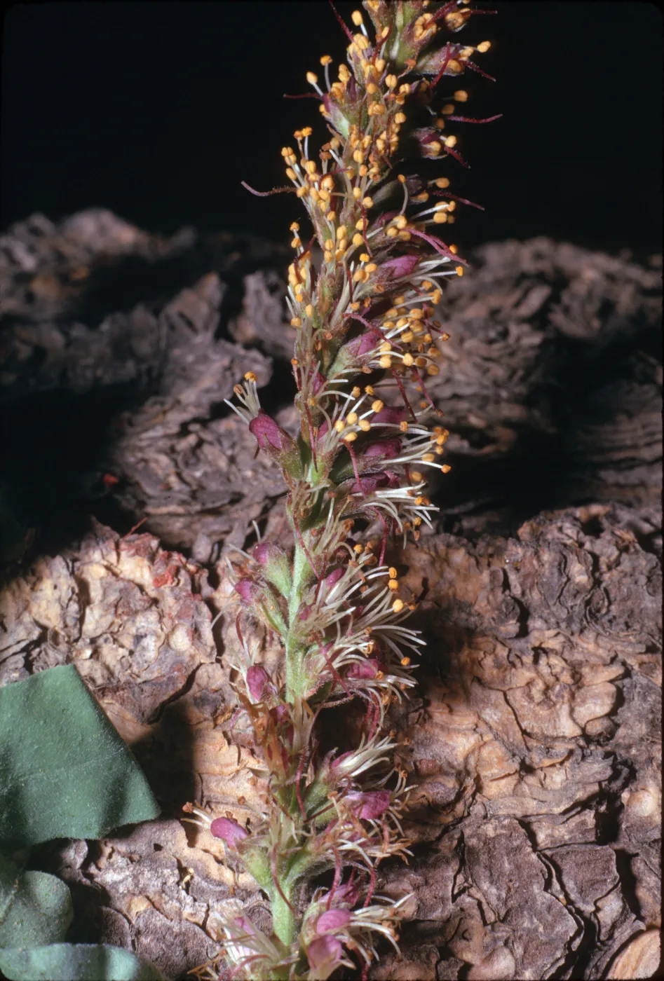 Amorpha californica