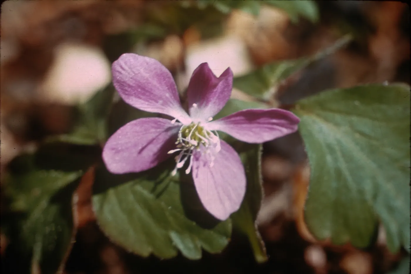 Anemone quinquefolia var. minor