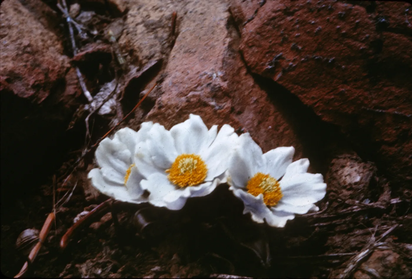 Anemone occidentalis