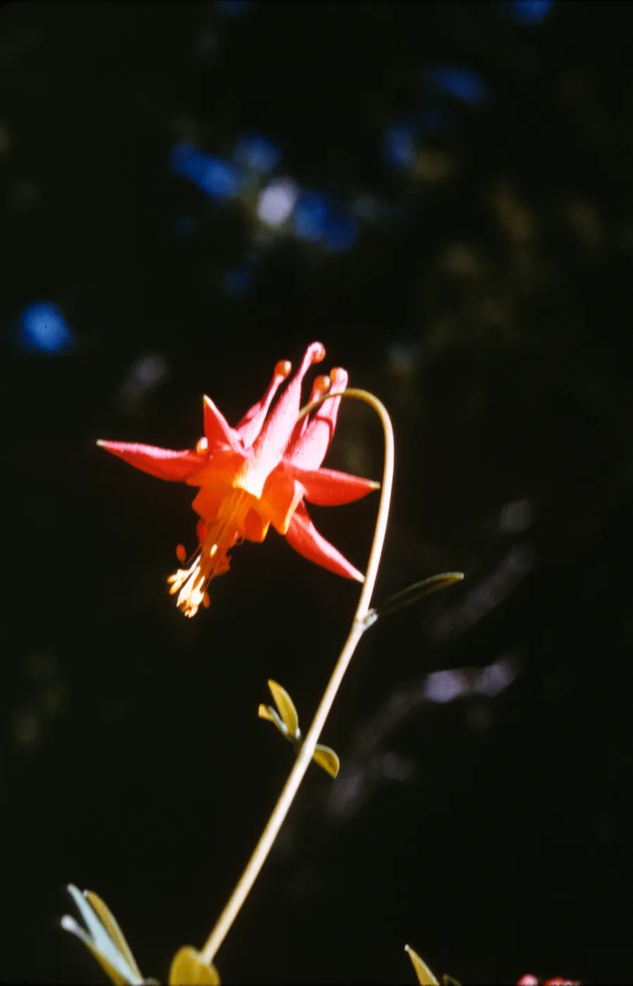 Aquilegia formosa var. truncata