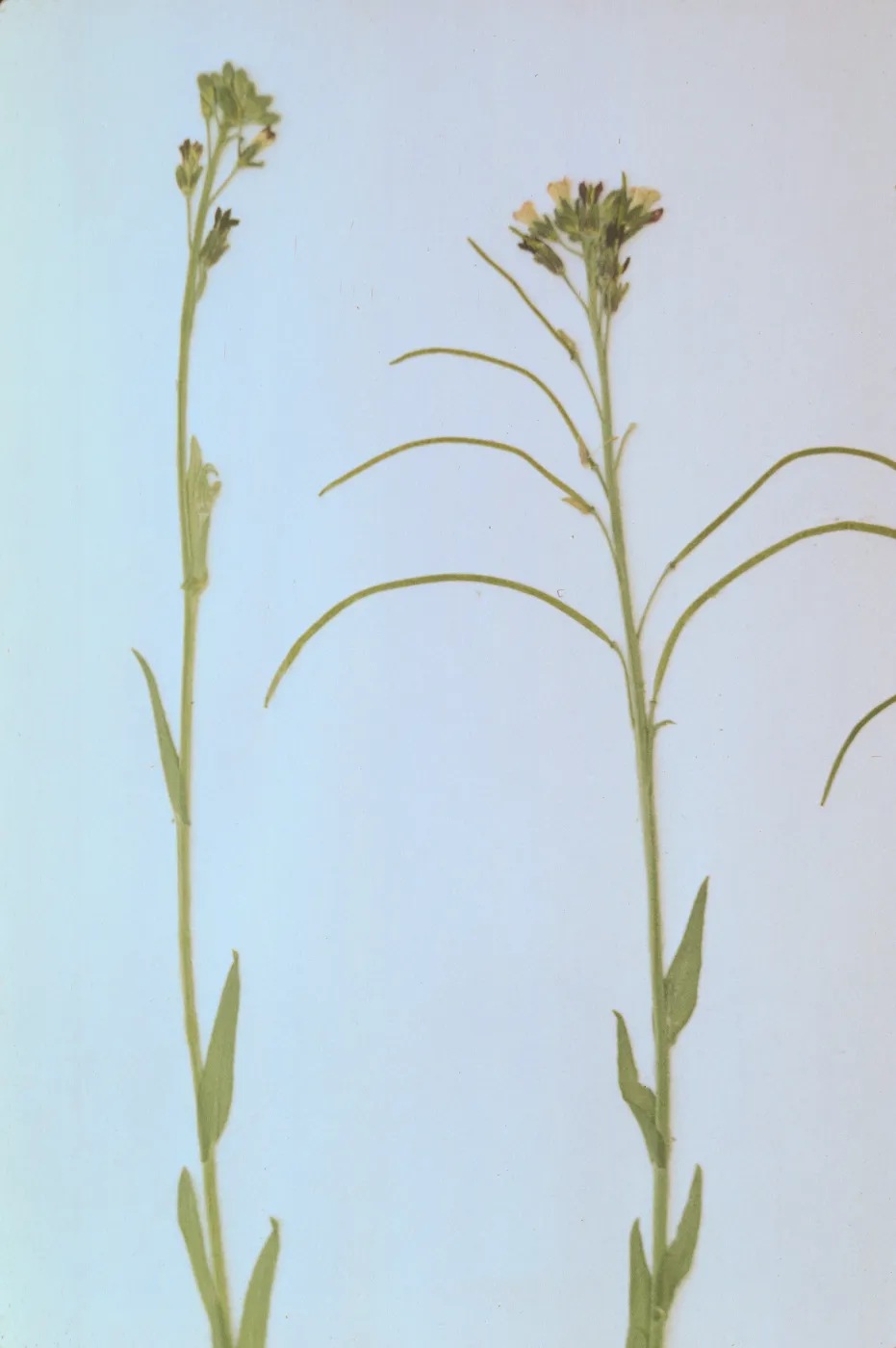 Arabis sparsiflora var. arcuata