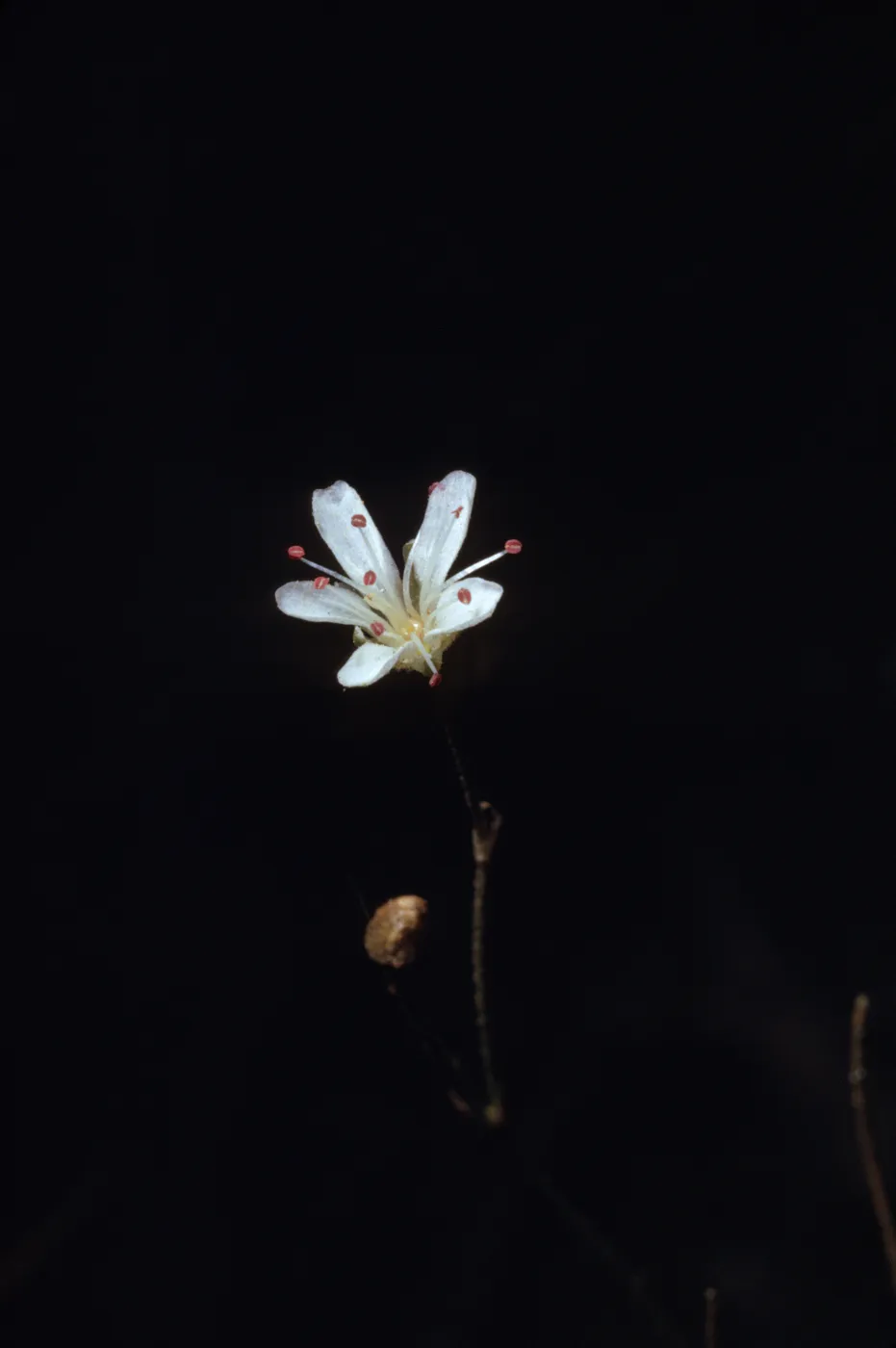 Arenaria kingii var. glabrescens