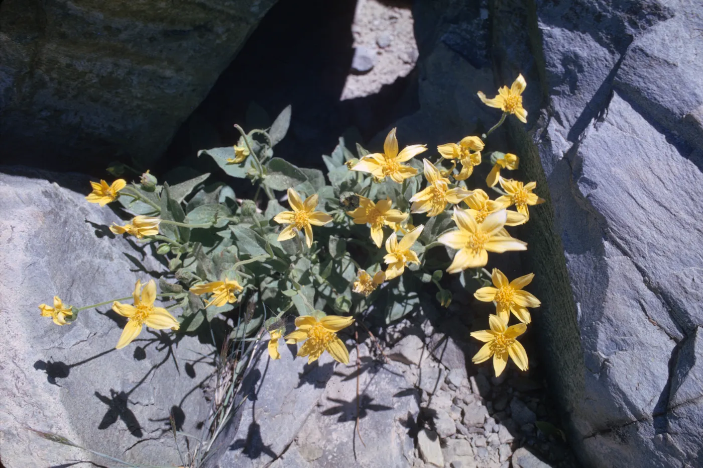 Arnica nevadensis