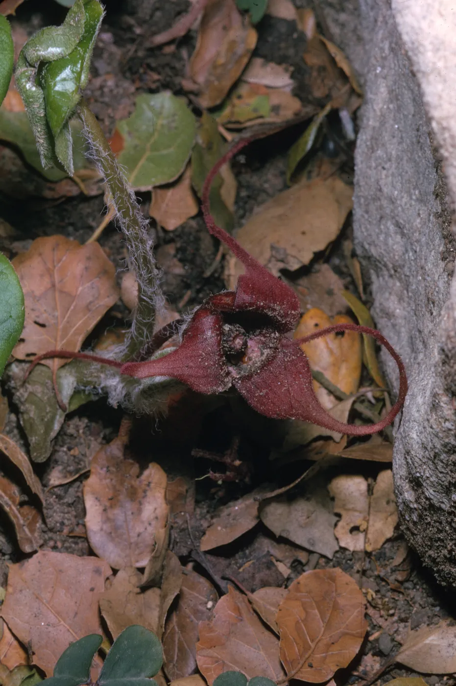Asarum caudatum