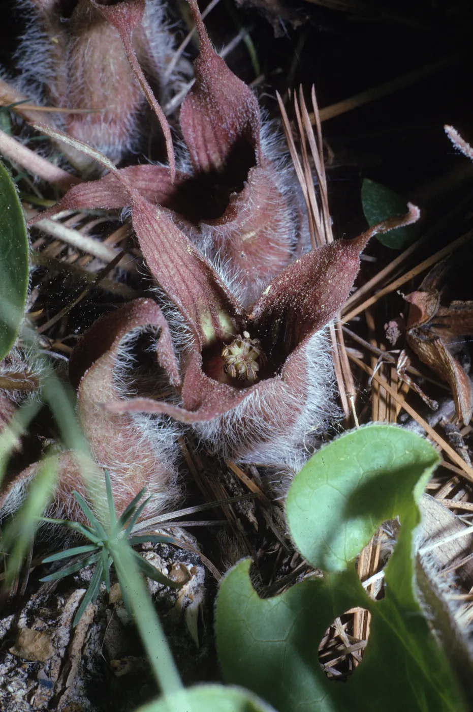 Asarum hartwegii