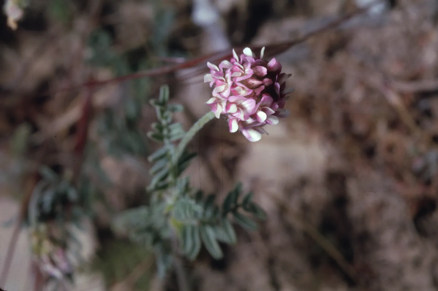 Astragalus didymocarpus