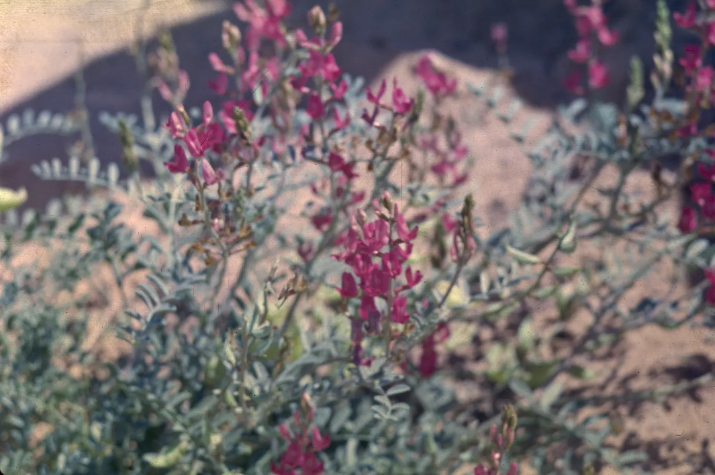 Astragalus lentiginosus var. fremontii