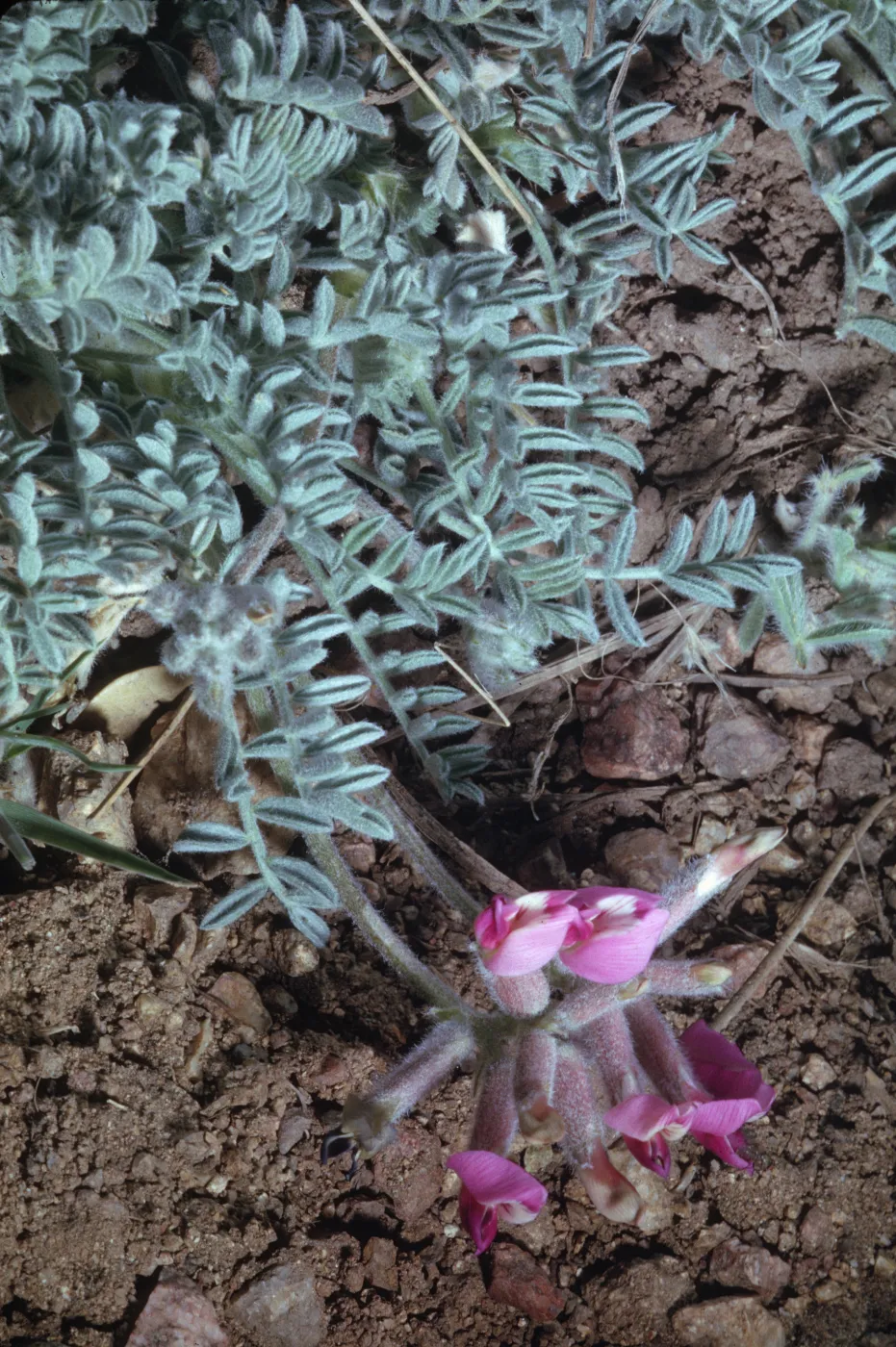 Astragalus purshii var. longilobus