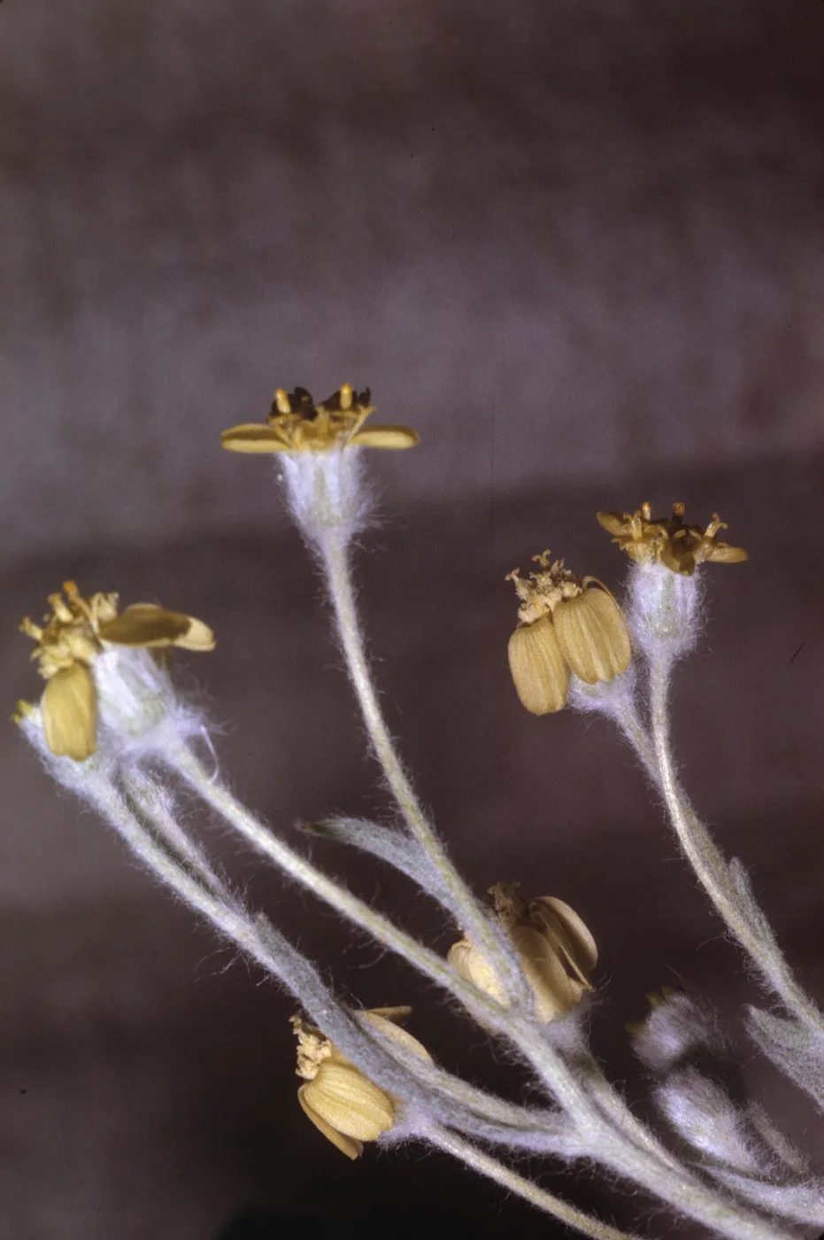 Baileya pauciradiata