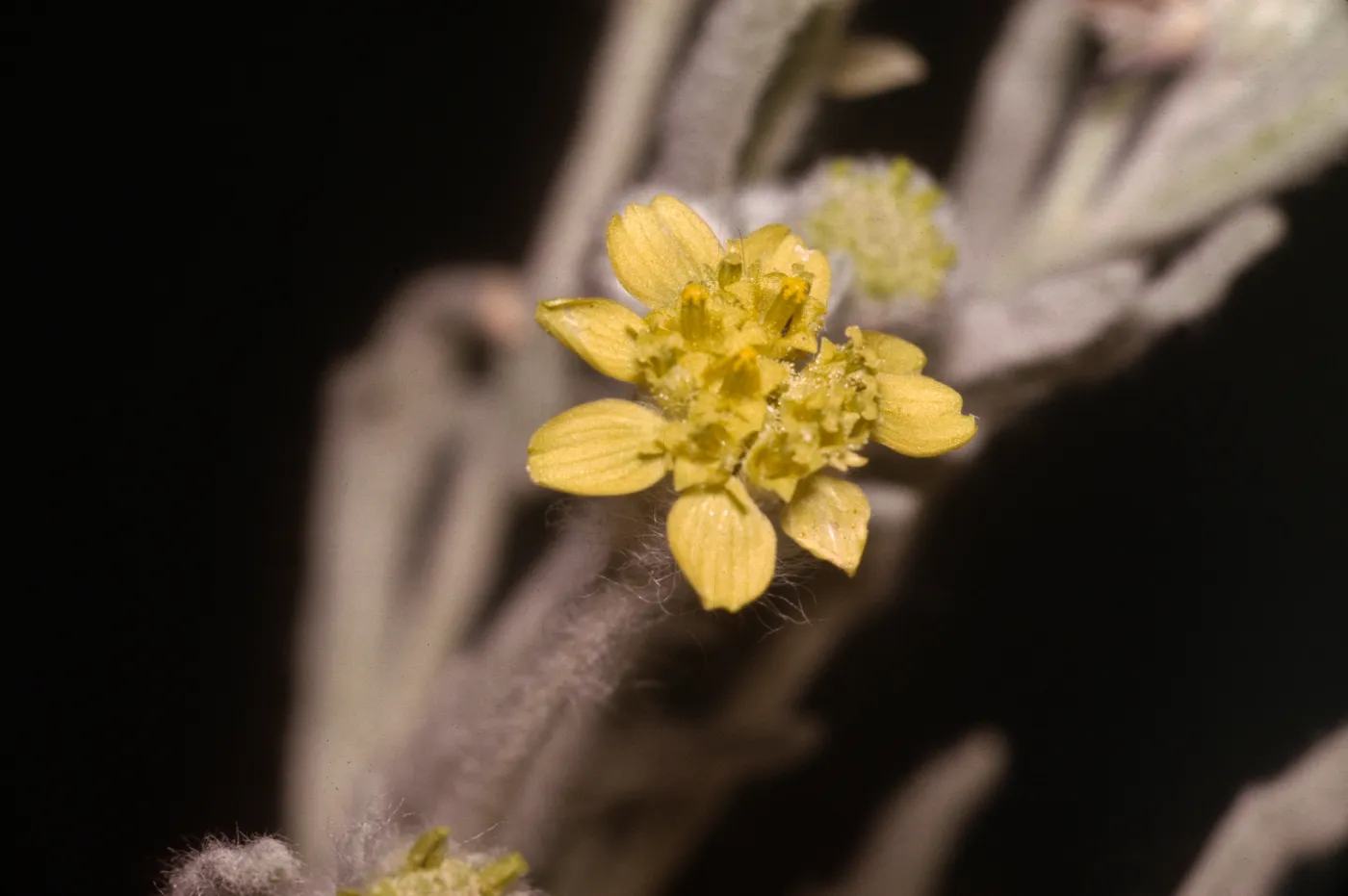 Baileya pauciradiata