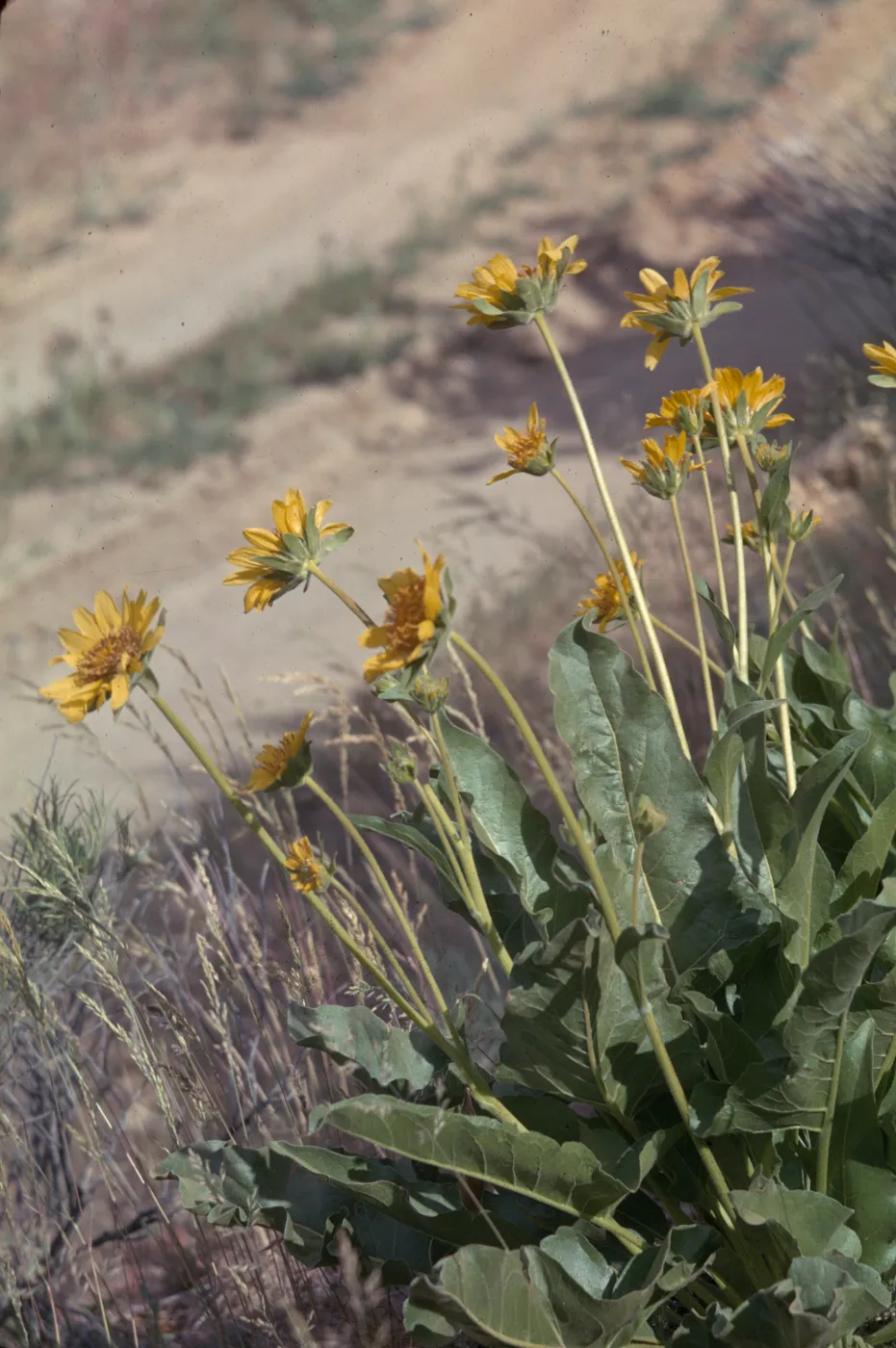 Balsamorhiza deltoidea