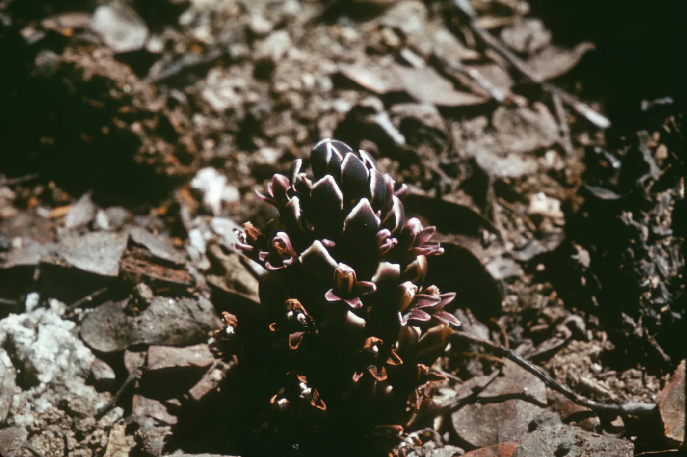 Boschniakia strobilacea