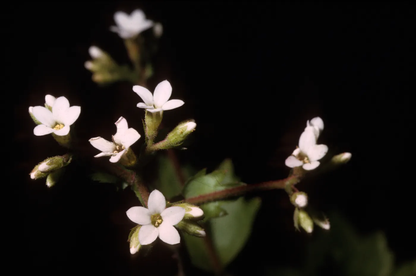 Boykinia elata