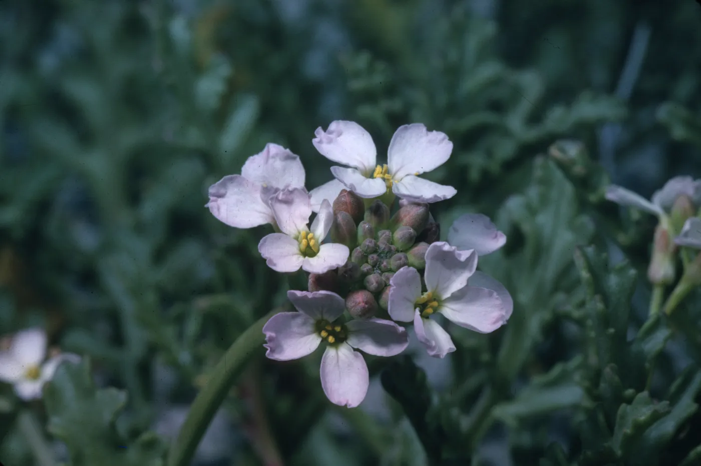 Cakile maritima