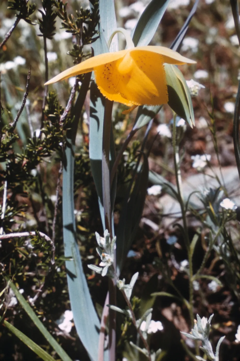 Calochortus amabilis