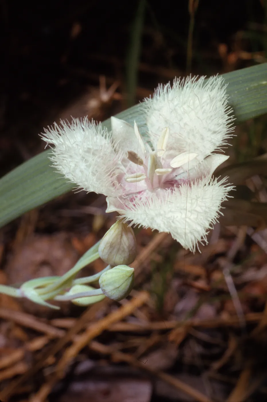 Calochortus tolmiei