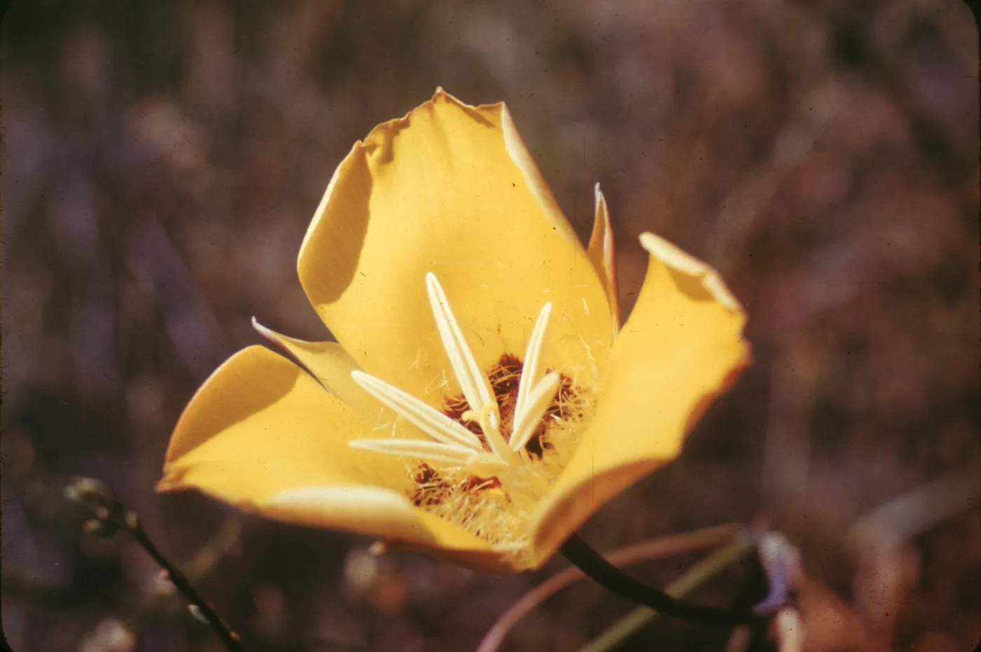 Calochortus flower