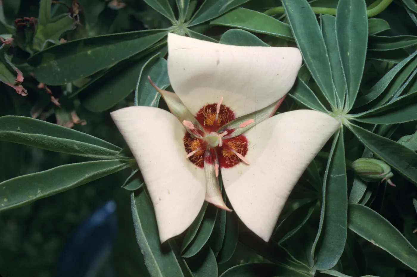 Calochortus catalinae