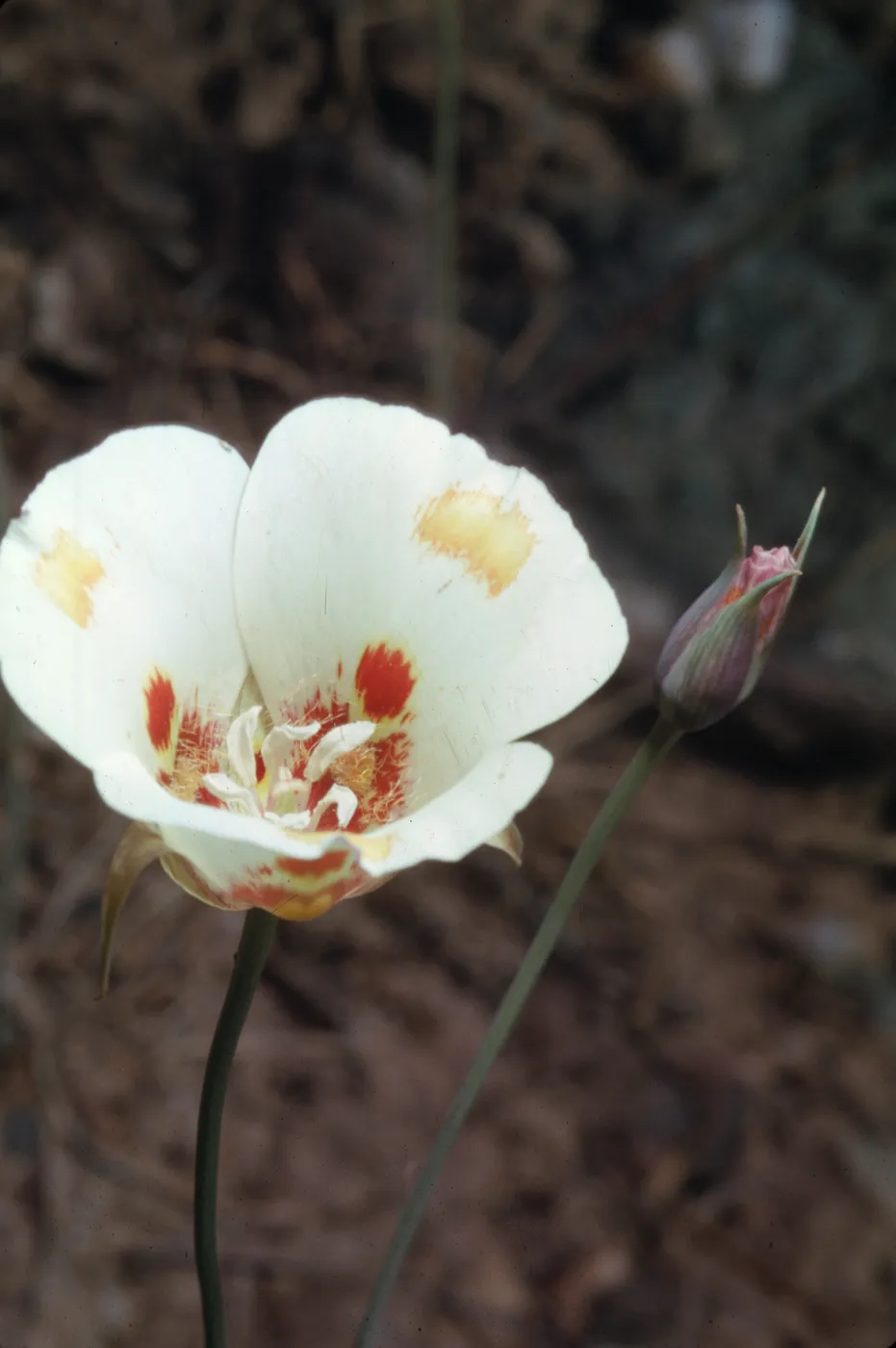Calochortus venustus