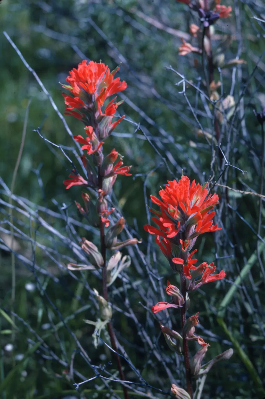 Castilleja affinis
