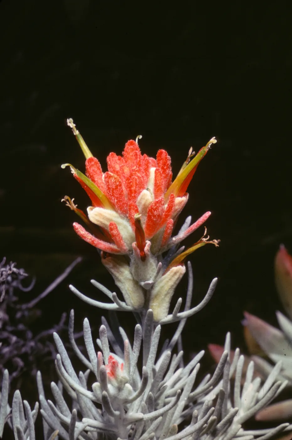 Castilleja hololeuca